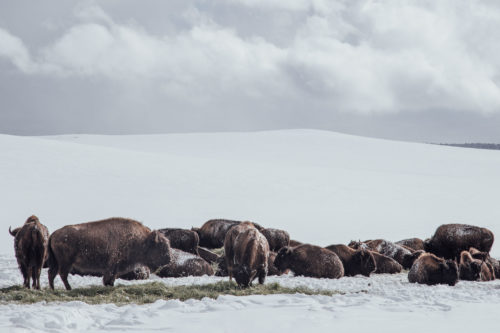 Tirage Photos "Buffalo" par Maxime Bastide